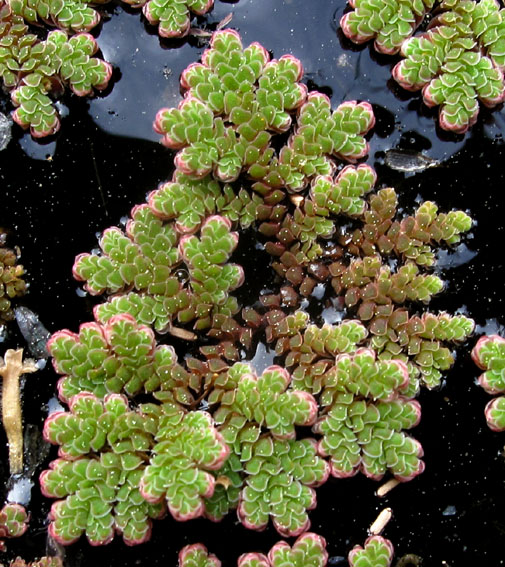 Azolla